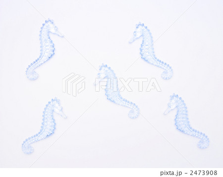 タツノオトシゴ 2473908