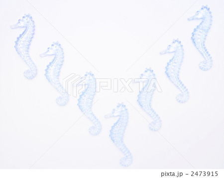 タツノオトシゴ 2473915