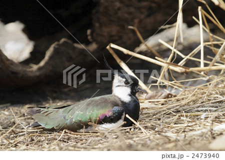 休む、タゲリ2 2473940