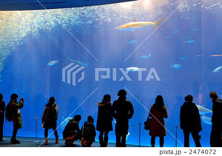 水族館 水族館 2474072