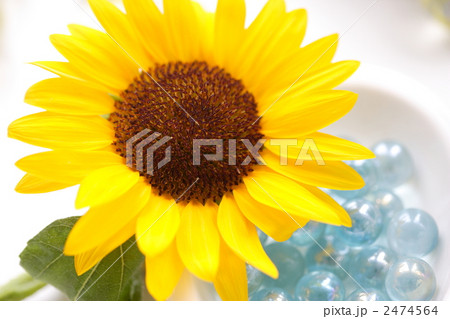 ひまわりの花とビー玉 ひまわりの花とビー玉 2474564