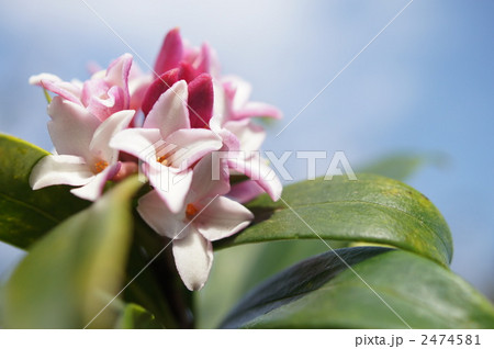 沈丁花 2474581