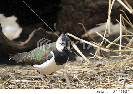 美しい鳥、タゲリ2 2474684