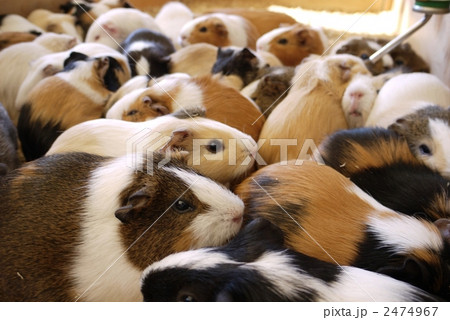 モルモット 2474967