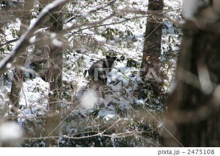 野生のニホンカモシカ 野生のニホンカモシカ 2475108