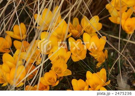 クロッカス 花サフラン 2475236