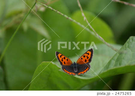 紅シジミ 紅シジミ 2475265