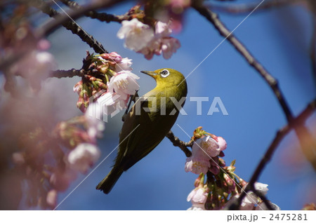 蜜が大好き 目白と大寒桜 蜜が大好き 目白と大寒桜 2475281