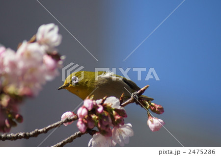 蜜が大好き 目白と大寒桜 蜜が大好き 目白と大寒桜 2475286