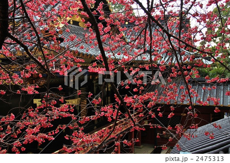 寒緋桜 2 寒緋桜 2 2475313