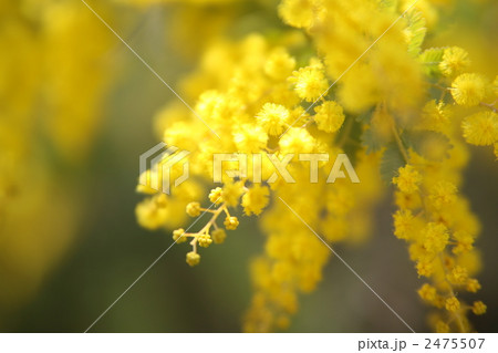 ミモザ ミモザ 2475507
