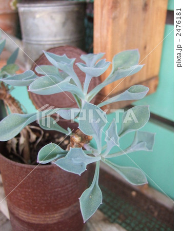 マサイの矢尻 マサイの矢尻 2476181