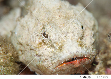 サツマカサゴ 2476509