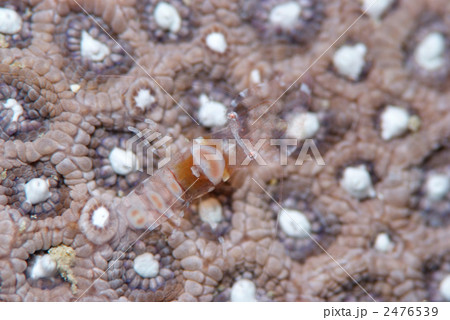 ヒメイソギンチャクエビ 2476539