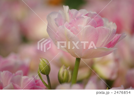 チューリップ２ 2476854