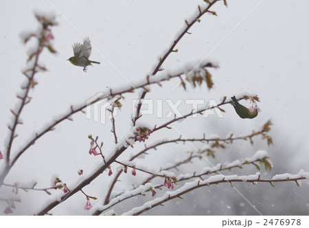 雪の日のメジロ 2476978