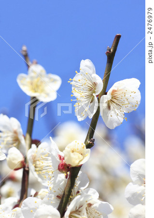 青空と白梅 青空と白梅 2476979