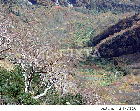 弓折分岐直下より鏡平尾根 2477116