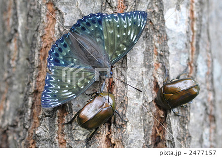樹液を吸うスミナガシとカナブン 樹液を吸うスミナガシとカナブン 2477157