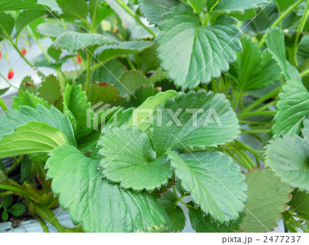 苺の葉 苺の葉 2477237