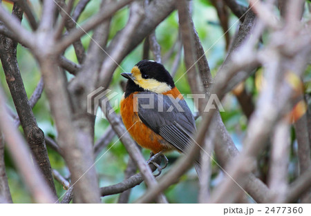 潅木に隠れたヤマガラ 潅木に隠れたヤマガラ 2477360