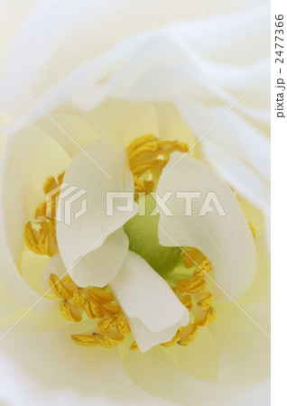 ラナンキュラス 2477366