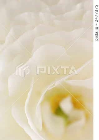 ラナンキュラス ラナンキュラス 2477375