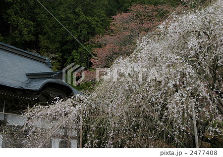 京都 常照皇寺 九重桜 京都 常照皇寺 九重桜 2477408