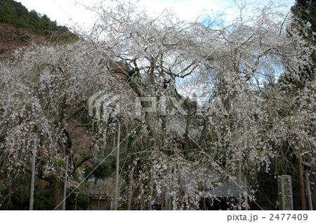 京都　常照皇寺　九重桜 2477409