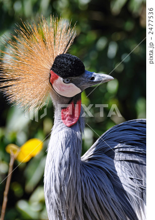 ホオジロカンムリヅル 2477536