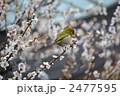 梅と鶯 2477595