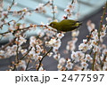 梅と鶯 2477597
