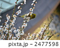 梅と鶯 2477598