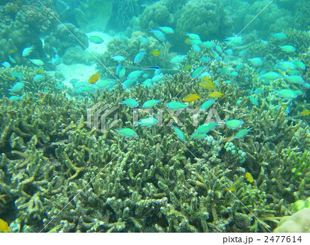 海中 2477614