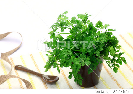 チャービル 2477675