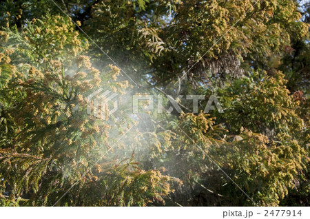 杉花粉 杉花粉 2477914