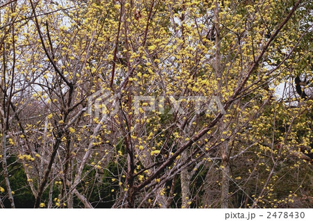 サンシュユの花 サンシュユの花 2478430