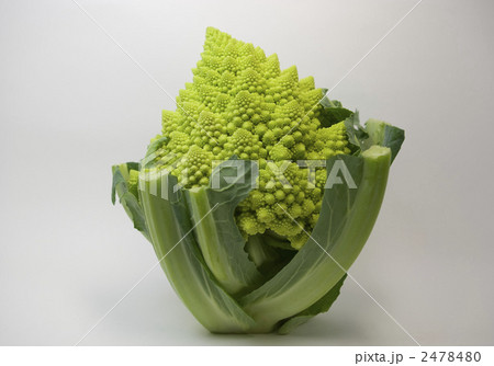 カリフラワー　ロマネスコ 2478480