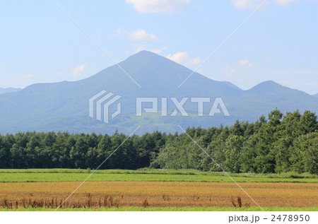 武佐岳と防風林 2478950