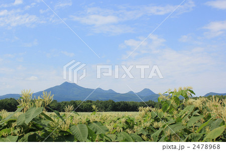 武佐岳とオオイタドリ 2478968
