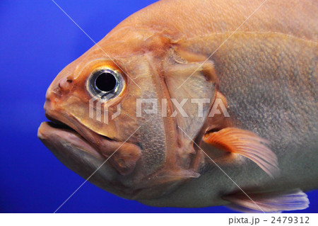 ハシキンメの顔アップ ハシキンメの顔アップ 2479312