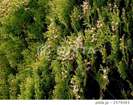 コノテガシワの雄花 2479363