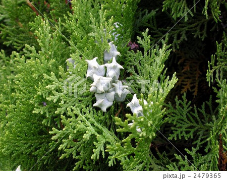 コノテガシワ 2479365