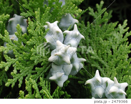 コノテガシワの球果 コノテガシワの球果 2479366