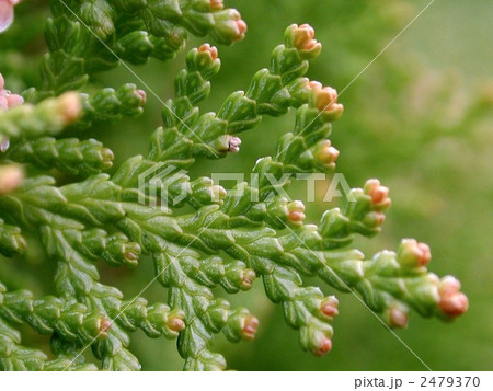 コノテガシワの葉 2479370