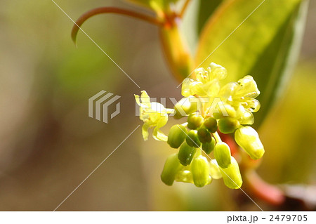 サルトリイバラの芽吹きの写真素材