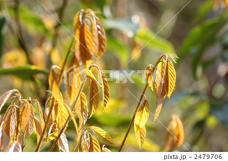 アラカシの若葉 アラカシの若葉 2479706