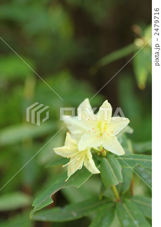 ヒカゲツツジ ヒカゲツツジ 2479716