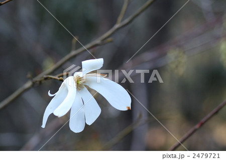 タムシバの花 タムシバの花 2479721