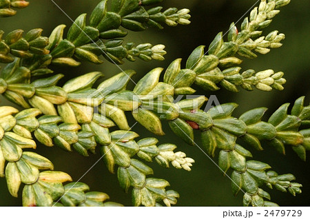 アスナロ 2479729